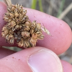 Juncus vaginatus at Deakin, ACT - 10 Feb 2023 04:12 PM