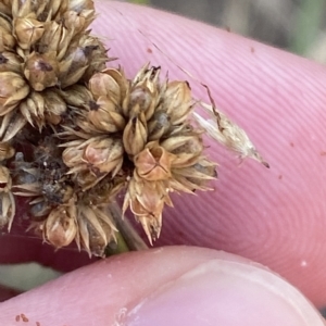 Juncus vaginatus at Deakin, ACT - 10 Feb 2023