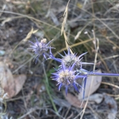 Eryngium ovinum (Blue Devil) at Federal Golf Course - 10 Feb 2023 by Tapirlord