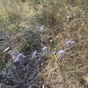 Eryngium ovinum at Red Hill, ACT - 10 Feb 2023