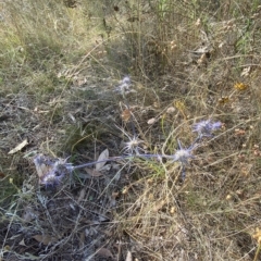 Eryngium ovinum at Red Hill, ACT - 10 Feb 2023