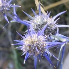 Eryngium ovinum at Red Hill, ACT - 10 Feb 2023 04:09 PM