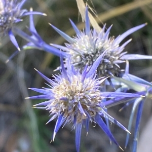 Eryngium ovinum at Red Hill, ACT - 10 Feb 2023 04:09 PM