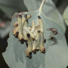 Pseudoperga sp. (genus) (Sawfly, Spitfire) at Hawker, ACT - 26 Jan 2023 by AlisonMilton