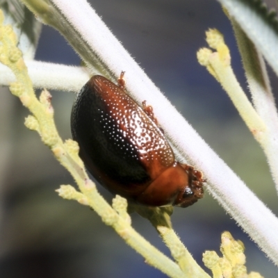 Dicranosterna immaculata (Acacia leaf beetle) at Hawker, ACT - 26 Jan 2023 by AlisonMilton