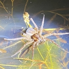 Unidentified Water spider (Pisauridae) at Stromlo, ACT - 11 Feb 2023 by Tapirlord