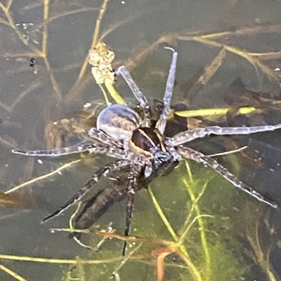 Dolomedes sp. (genus) (Fishing spider) at Block 402 - 11 Feb 2023 by Tapirlord