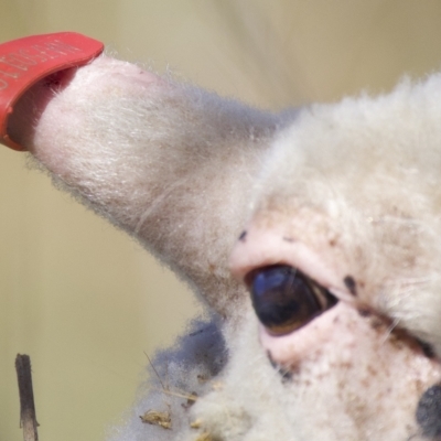 Ovis aries (Feral Sheep) at Stromlo, ACT - 26 Feb 2023 by KorinneM