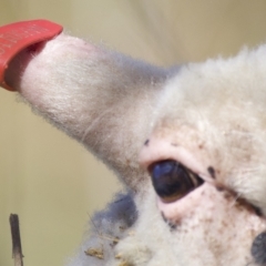 Ovis aries (Sheep) at Uriarra Recreation Reserve - 26 Feb 2023 by KorinneM