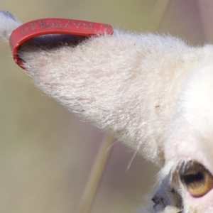 Ovis aries at Stromlo, ACT - 26 Feb 2023