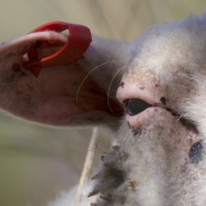 Ovis aries at Stromlo, ACT - 26 Feb 2023