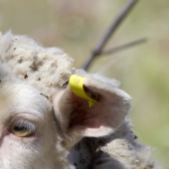 Ovis aries at Stromlo, ACT - 26 Feb 2023