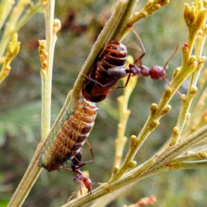 Jalmenus ictinus at Pialligo, ACT - 26 Feb 2023