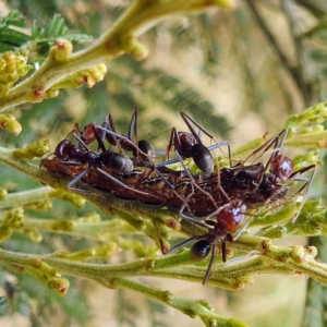 Jalmenus ictinus at Pialligo, ACT - 26 Feb 2023 09:56 AM