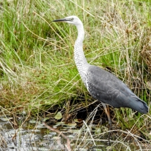 Ardea pacifica at Pialligo, ACT - 26 Feb 2023