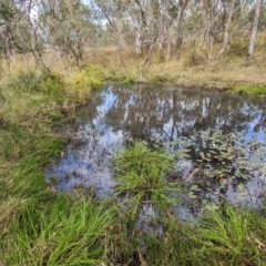 Ardea pacifica at Pialligo, ACT - 26 Feb 2023