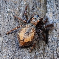 Servaea incana (Hoary Servaea) at Lions Youth Haven - Westwood Farm A.C.T. - 26 Feb 2023 by HelenCross