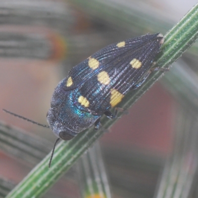 Astraeus (Astraeus) pygmaeus (A small Casuarina jewel beetle.) at Tennent, ACT - 25 Feb 2023 by Harrisi