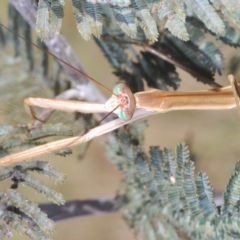 Unidentified Praying mantis (Mantodea) at Paddys River, ACT - 25 Feb 2023 by Harrisi