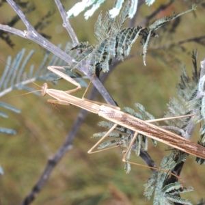 Mantidae (family) adult or nymph at Paddys River, ACT - 25 Feb 2023