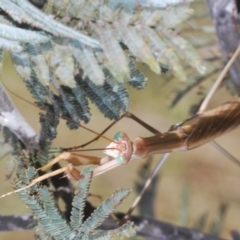 Mantidae (family) adult or nymph at Paddys River, ACT - 25 Feb 2023