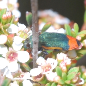 Castiarina kerremansi at Tinderry, NSW - suppressed