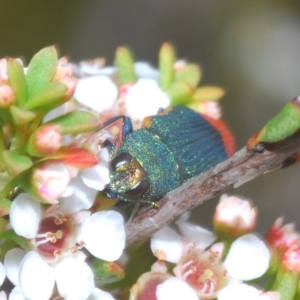 Castiarina kerremansi at Tinderry, NSW - suppressed