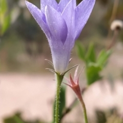 Wahlenbergia stricta subsp. stricta (Tall Bluebell) at Paddys River, ACT - 26 Feb 2023 by KumikoCallaway