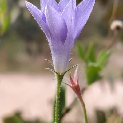 Wahlenbergia stricta subsp. stricta (Tall Bluebell) at Paddys River, ACT - 26 Feb 2023 by KumikoCallaway