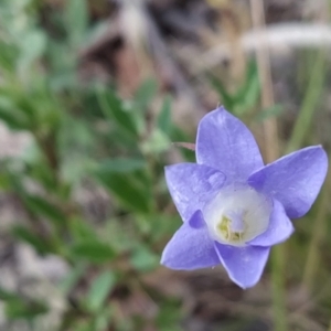 Wahlenbergia stricta subsp. stricta at Paddys River, ACT - 26 Feb 2023