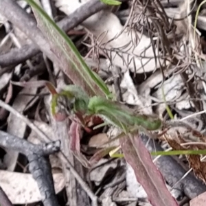 Wahlenbergia stricta subsp. stricta at Paddys River, ACT - 26 Feb 2023