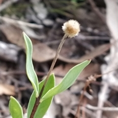 Pimelea linifolia subsp. linifolia (Queen of the Bush, Slender Rice-flower) at Paddys River, ACT - 26 Feb 2023 by KumikoCallaway