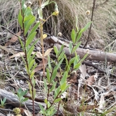 Pimelea linifolia subsp. linifolia at Paddys River, ACT - 26 Feb 2023 07:24 AM