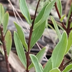 Pimelea linifolia subsp. linifolia at Paddys River, ACT - 26 Feb 2023 07:24 AM