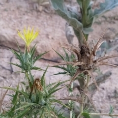 Carthamus lanatus (Saffron Thistle) at Gibraltar Pines - 25 Feb 2023 by KumikoCallaway