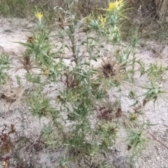 Carthamus lanatus at Paddys River, ACT - 26 Feb 2023 07:29 AM