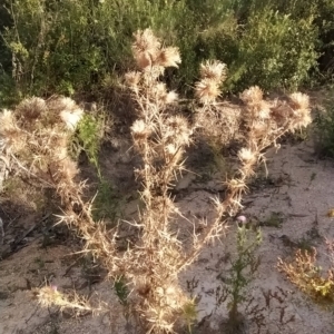 Cirsium vulgare at Paddys River, ACT - 26 Feb 2023 07:31 AM