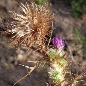 Cirsium vulgare at Paddys River, ACT - 26 Feb 2023 07:31 AM