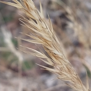 Rytidosperma sp. at Paddys River, ACT - 26 Feb 2023 07:44 AM