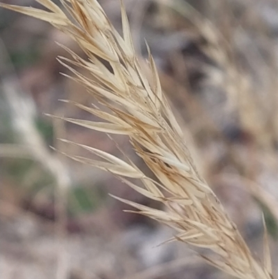 Rytidosperma sp. (Wallaby Grass) at Paddys River, ACT - 25 Feb 2023 by KumikoCallaway