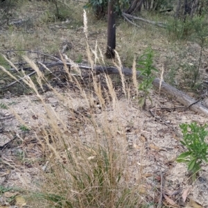 Rytidosperma sp. at Paddys River, ACT - 26 Feb 2023 07:44 AM