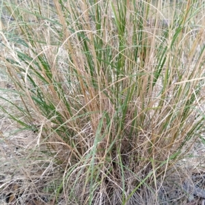 Rytidosperma sp. at Paddys River, ACT - 26 Feb 2023 07:44 AM