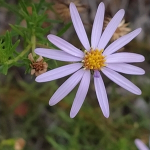 Olearia tenuifolia at Paddys River, ACT - 26 Feb 2023 07:38 AM