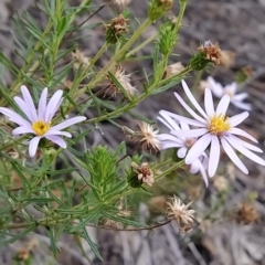 Olearia tenuifolia at Paddys River, ACT - 26 Feb 2023