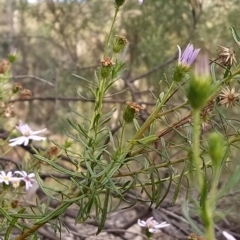 Olearia tenuifolia at Paddys River, ACT - 26 Feb 2023 07:38 AM