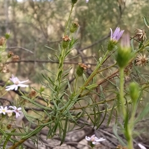 Olearia tenuifolia at Paddys River, ACT - 26 Feb 2023