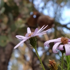 Olearia tenuifolia at Paddys River, ACT - 26 Feb 2023 07:38 AM