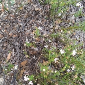 Olearia tenuifolia at Paddys River, ACT - 26 Feb 2023 07:38 AM