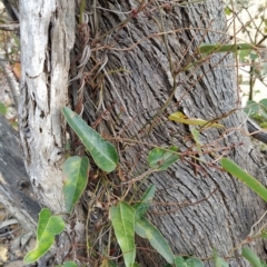 Hardenbergia violacea (False Sarsaparilla) at Gibraltar Pines - 25 Feb 2023 by KumikoCallaway