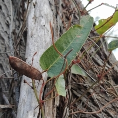 Hardenbergia violacea at Paddys River, ACT - 26 Feb 2023 07:41 AM